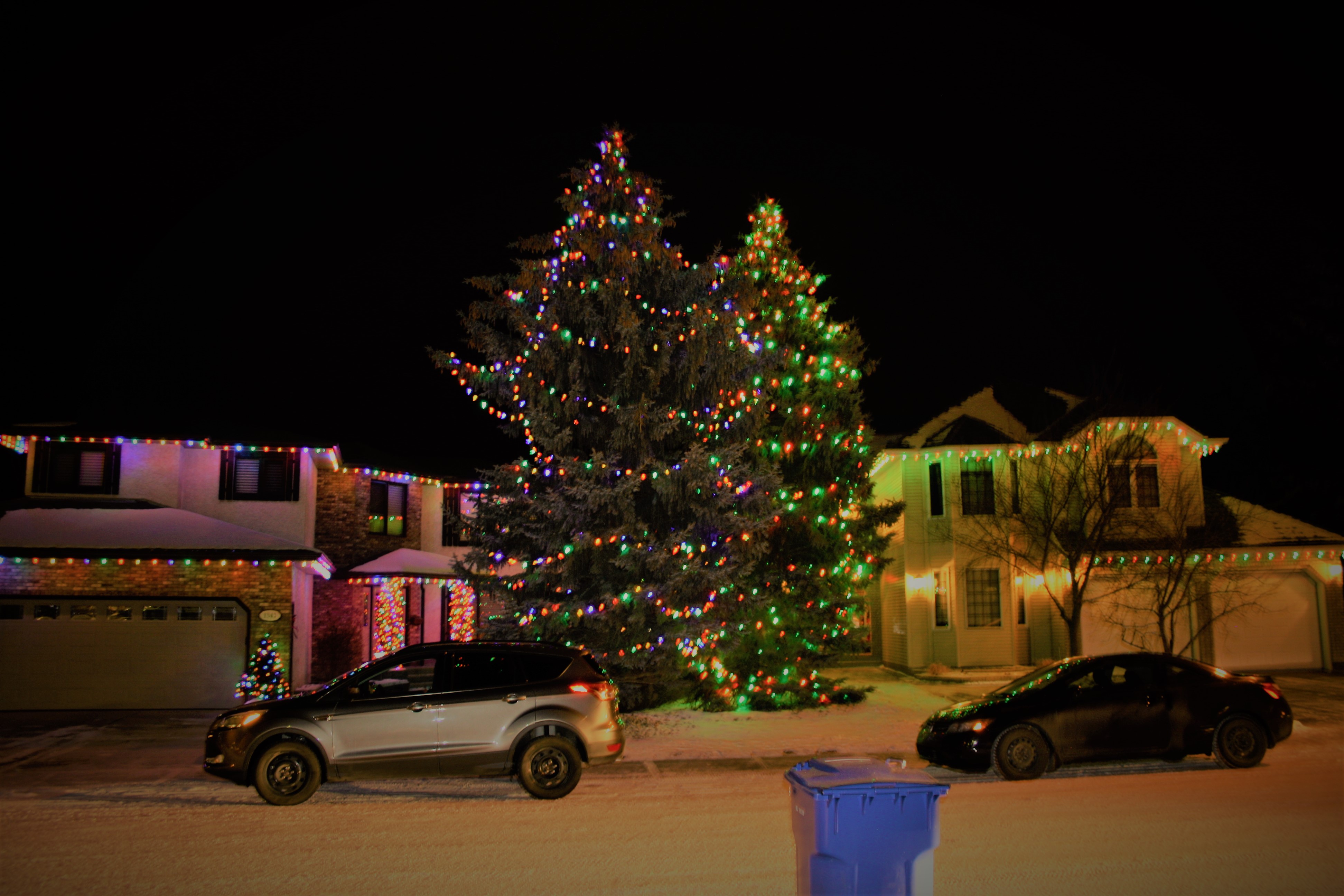 lakewood trees1 Superior Holiday Lighting